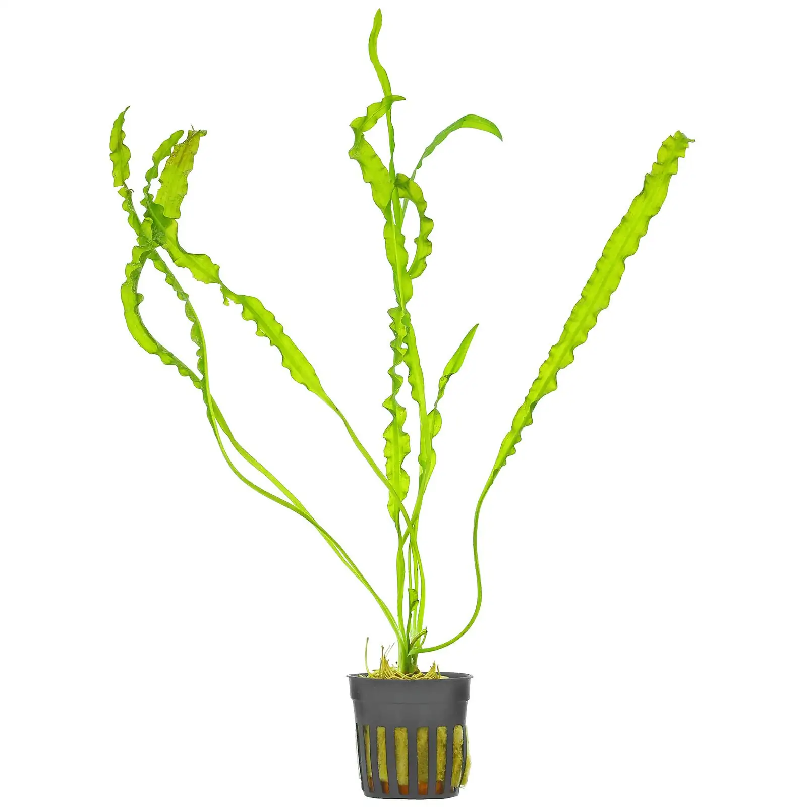 Aponogeton longiplumulosus